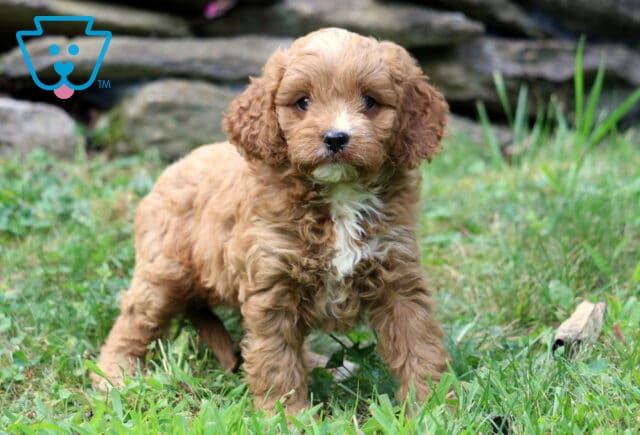 Tike Cavapoo image