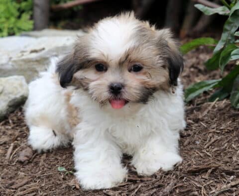 Fluffy white and tan Malshi puppy with a curious face and tongue sticking out, sitting on mulch near green plants and red flowers.