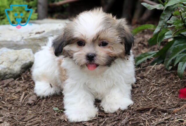 Fluffy white and tan Malshi puppy with a curious face and tongue sticking out, sitting on mulch near green plants and red flowers. image