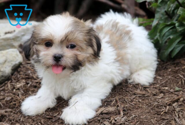 White and tan Malshi puppy lying on mulch with a sweet expression and tongue out, surrounded by greenery and stones. image