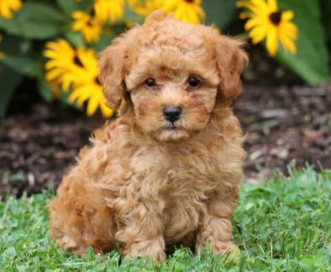 Titus Toy Poodle
