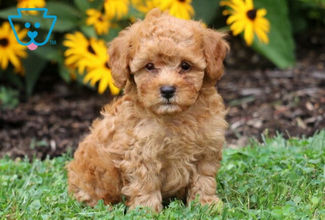 Fluffy apricot Toy Poodle puppy sitting in the grass with a curious expression, surrounded by vibrant yellow flowers in the background. image