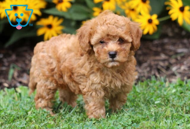 Tiny apricot Toy Poodle puppy standing in green grass with a sweet expression, backed by blooming yellow flowers. image