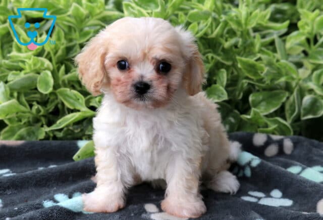 Cream and tan Cavachon puppy named Toby sitting on a gray paw-print blanket with a backdrop of green plants. image