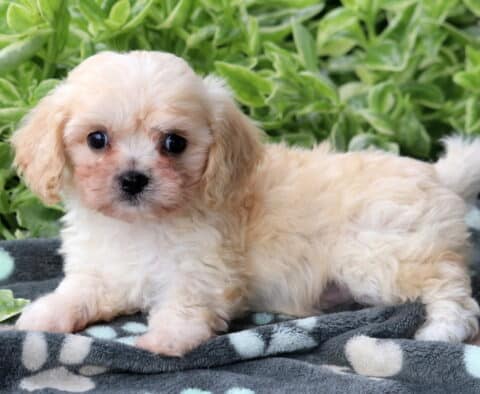 Cream-colored Cavachon puppy lying down on a soft gray blanket with paw prints, gazing sweetly at the camera with green plants in the background.