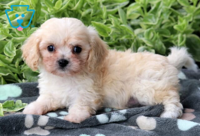 Cream-colored Cavachon puppy lying down on a soft gray blanket with paw prints, gazing sweetly at the camera with green plants in the background. image