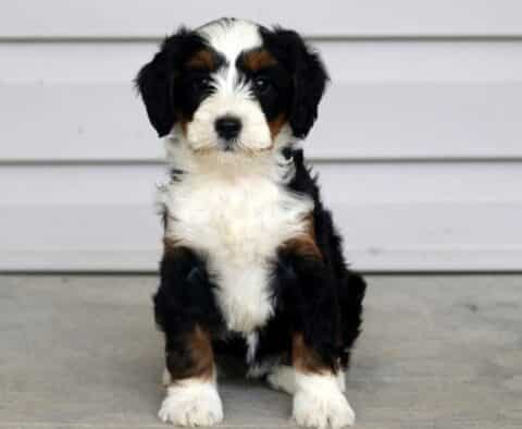 Tootsie Mini Bernedoodle