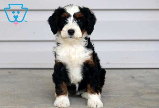 Tootsie Mini Bernedoodle image