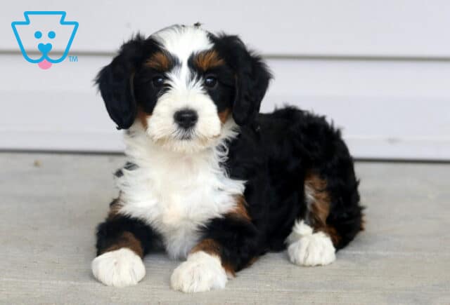 Tootsie Mini Bernedoodle2 image