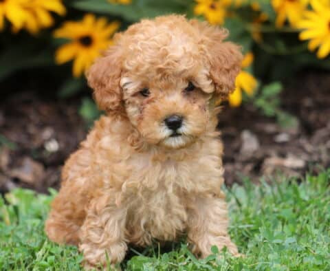 Tootsie Toy Poodle