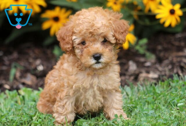 Adorable Toy Poodle puppy sitting in the grass with a soft curly apricot coat, surrounded by bright yellow flowers in the background. image