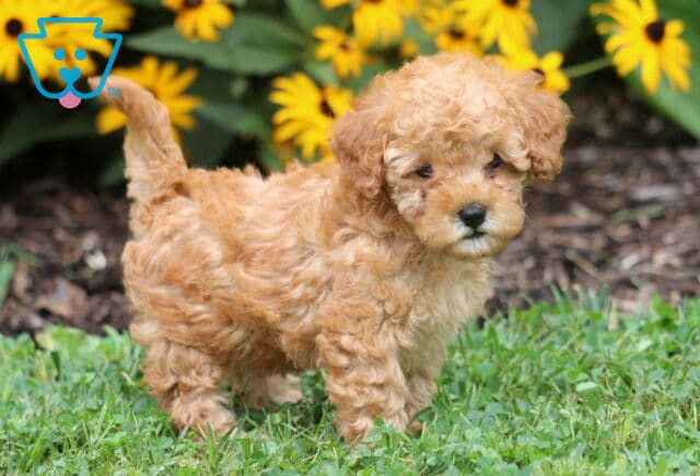 Curly apricot Toy Poodle puppy standing in green grass with its tail up, posing in front of bright yellow flowers and leafy plants. image