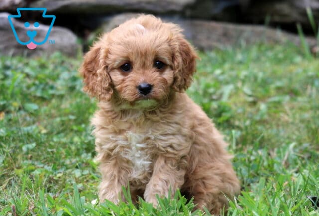 Treasure Cavapoo image