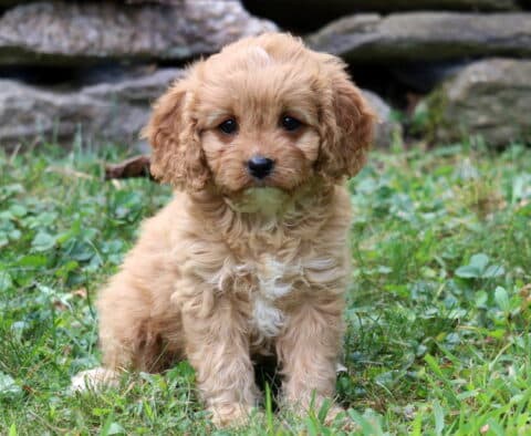 Treasure Cavapoo2