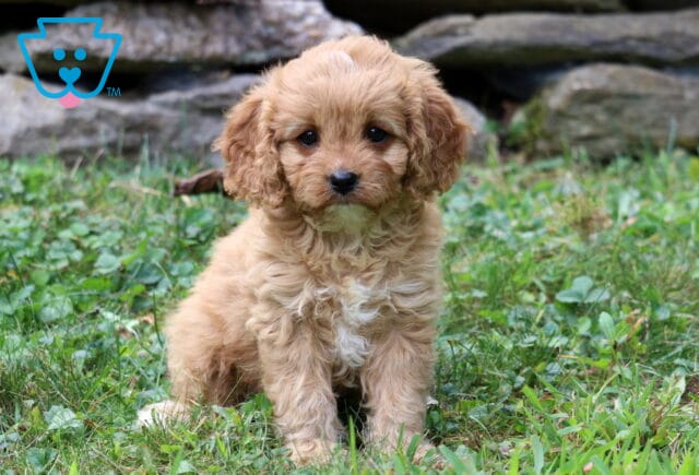 Treasure Cavapoo2 image