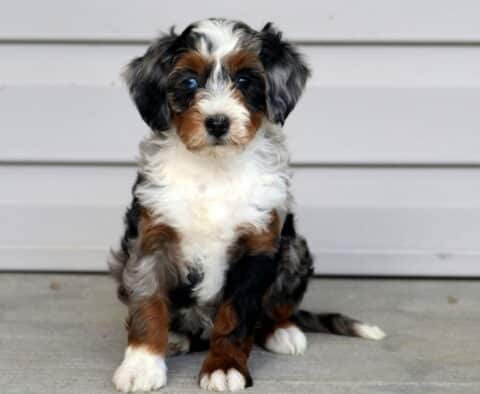 Treasure Mini Bernedoodle