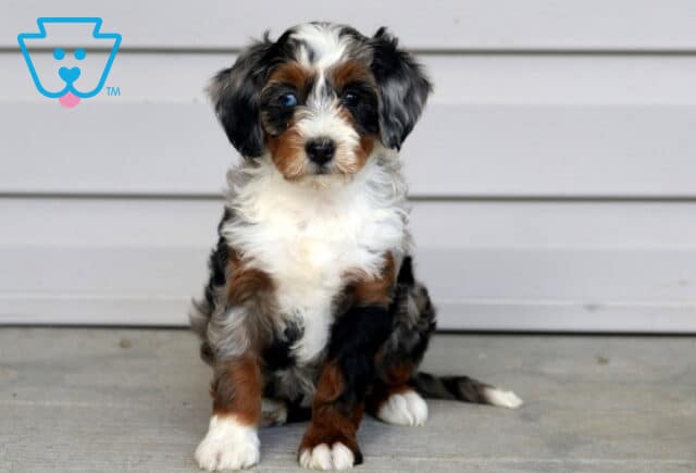 Treasure Mini Bernedoodle image