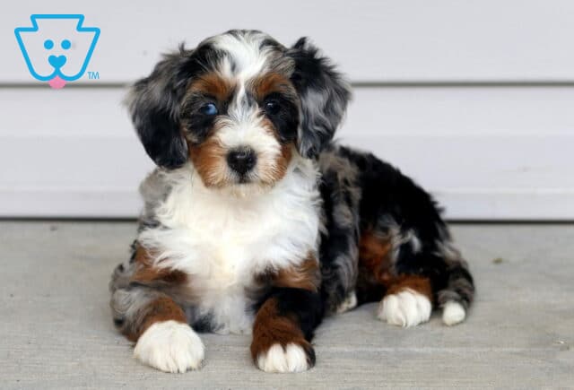 Treasure Mini Bernedoodle2 image