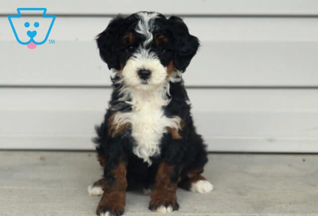 Trinity Mini Bernedoodle image