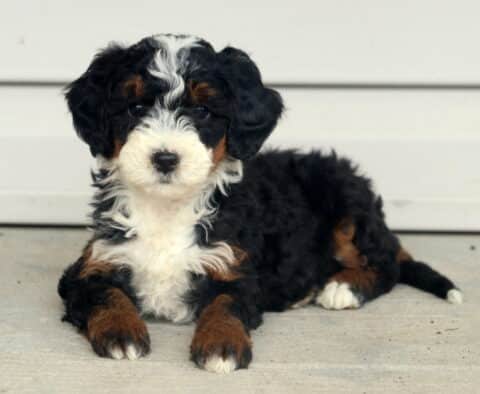 Tricolor mini Bernedoodle puppy lying down on a porch, showing off its fluffy black, white, and brown coat with a calm, relaxed expression.