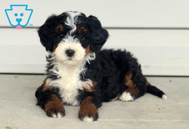 Trinity Mini Bernedoodle2 image