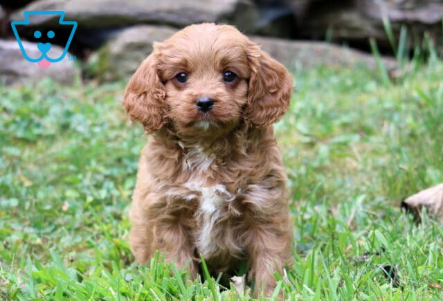 Truffle Cavapoo image