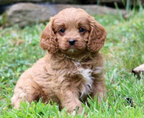 Truffle Cavapoo2