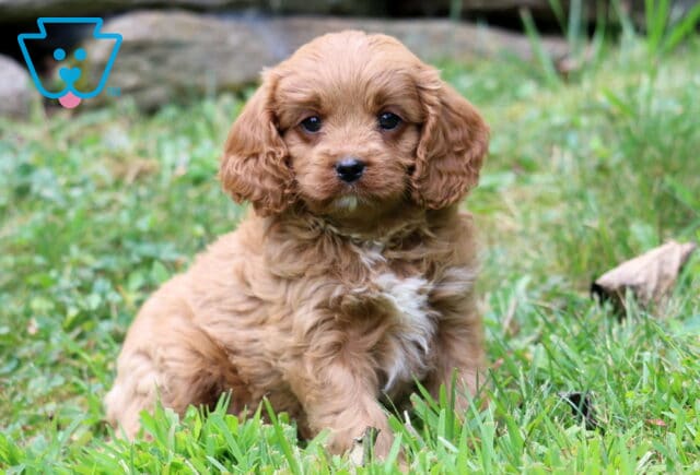 Truffle Cavapoo2 image