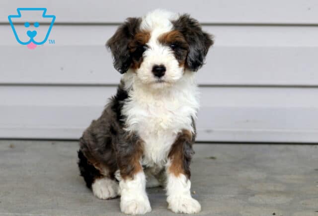 Truffle Mini Bernedoodle image