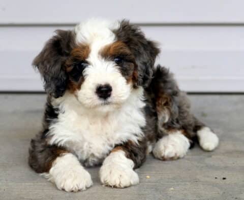 Truffle Mini Bernedoodle2