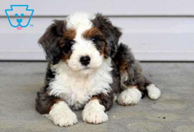 Truffle Mini Bernedoodle2 image