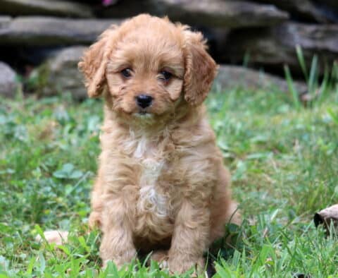 Truly Cavapoo