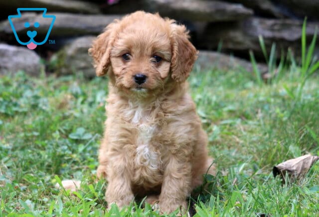 Truly Cavapoo image