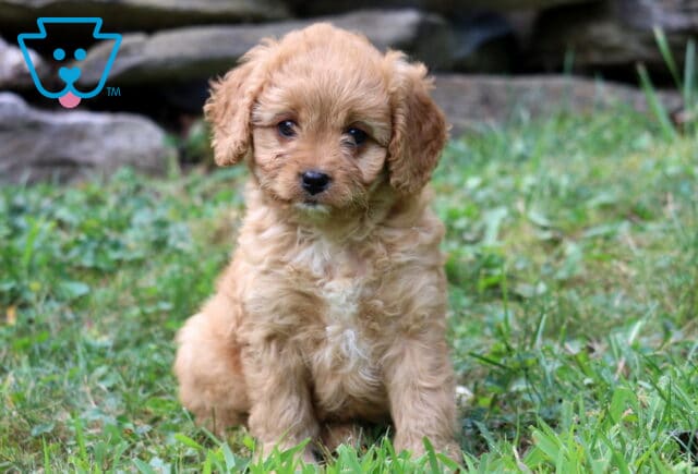 Truly Cavapoo2 image