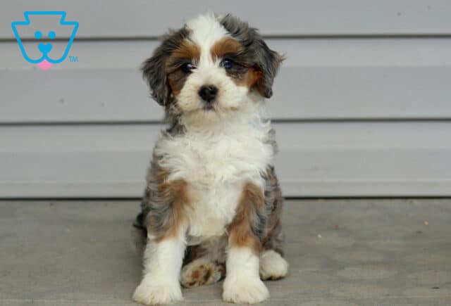 Truly Mini Bernedoodle image