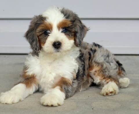 Truly Mini Bernedoodle2