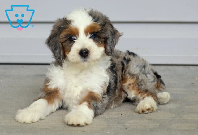 Truly Mini Bernedoodle2 image