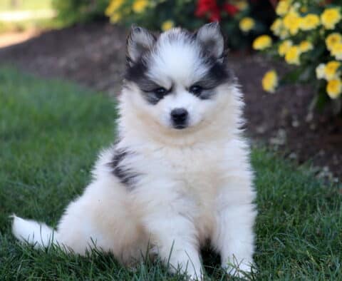 Trump Pomsky