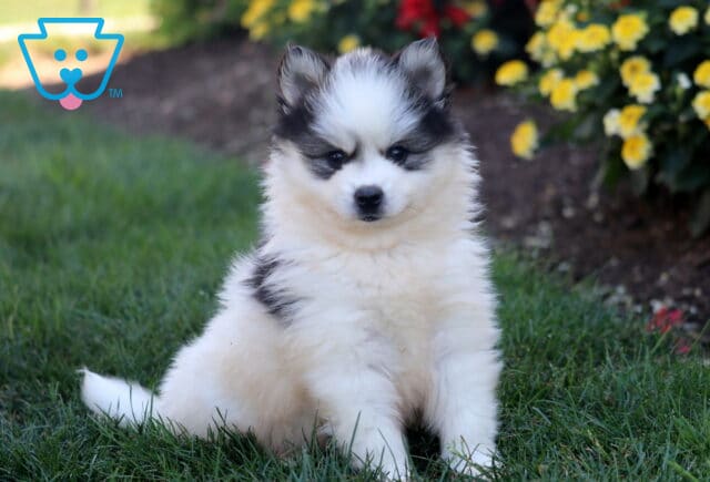 Trump Pomsky image