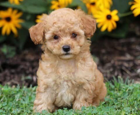 Tucker Toy Poodle
