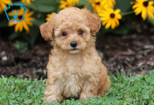 Adorable apricot Toy Poodle puppy sitting on lush green grass with a backdrop of bright yellow flowers, looking sweetly at the camera with soft, curly fur. image
