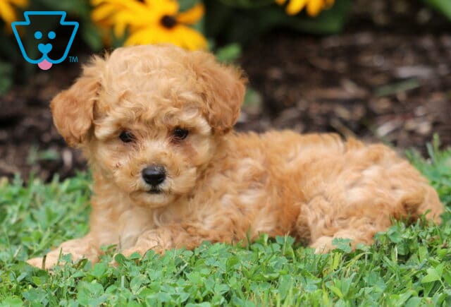 Curly apricot Toy Poodle puppy laying on green grass with bright yellow flowers in the background, gazing calmly at the camera. image