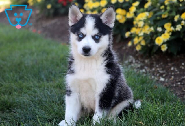Tulip Pomsky image