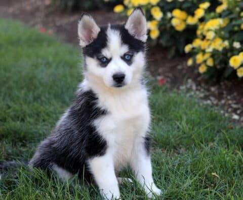 Tulip Pomsky2