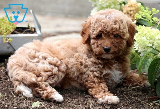 Cute apricot Mini Goldendoodle puppy with curly fur and white markings lying on garden soil beside blooming white hydrangeas. image
