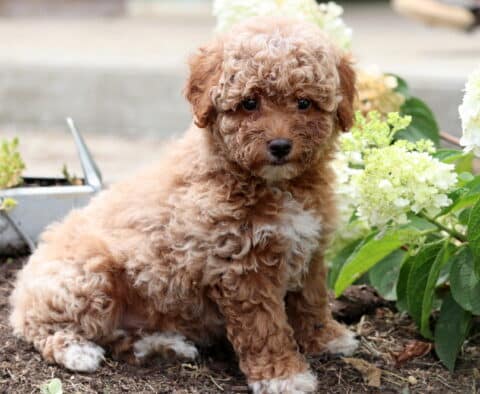 Adorable apricot Mini Goldendoodle puppy with a fluffy curly coat and white chest sitting on garden soil beside blooming white hydrangeas.