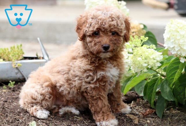Adorable apricot Mini Goldendoodle puppy with a fluffy curly coat and white chest sitting on garden soil beside blooming white hydrangeas. image