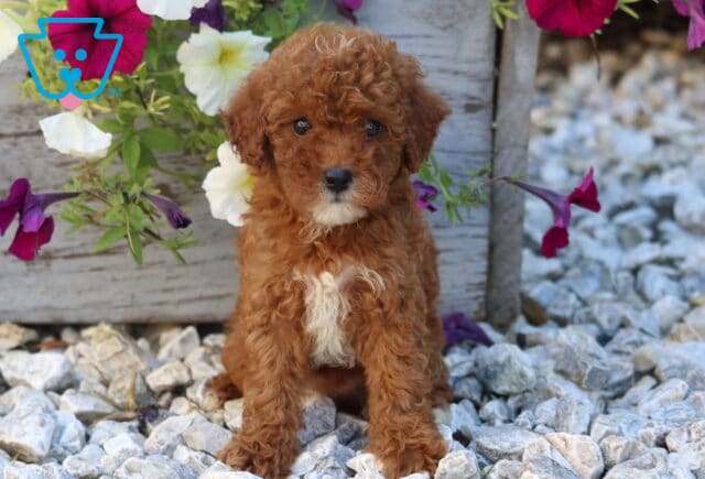 Wanita Mini Poodle image