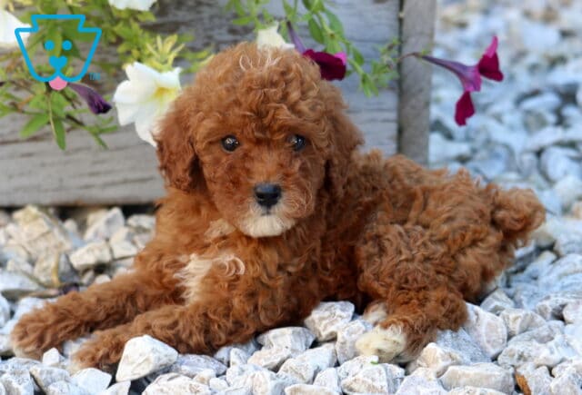 Wanita Mini Poodle2 image