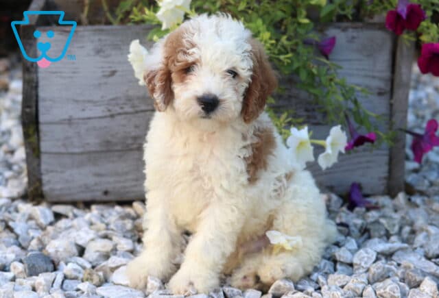 Wayne Mini Poodle image